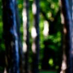 image: Image from the photoset &lsquo;parc (xxxi)&rsquo;.