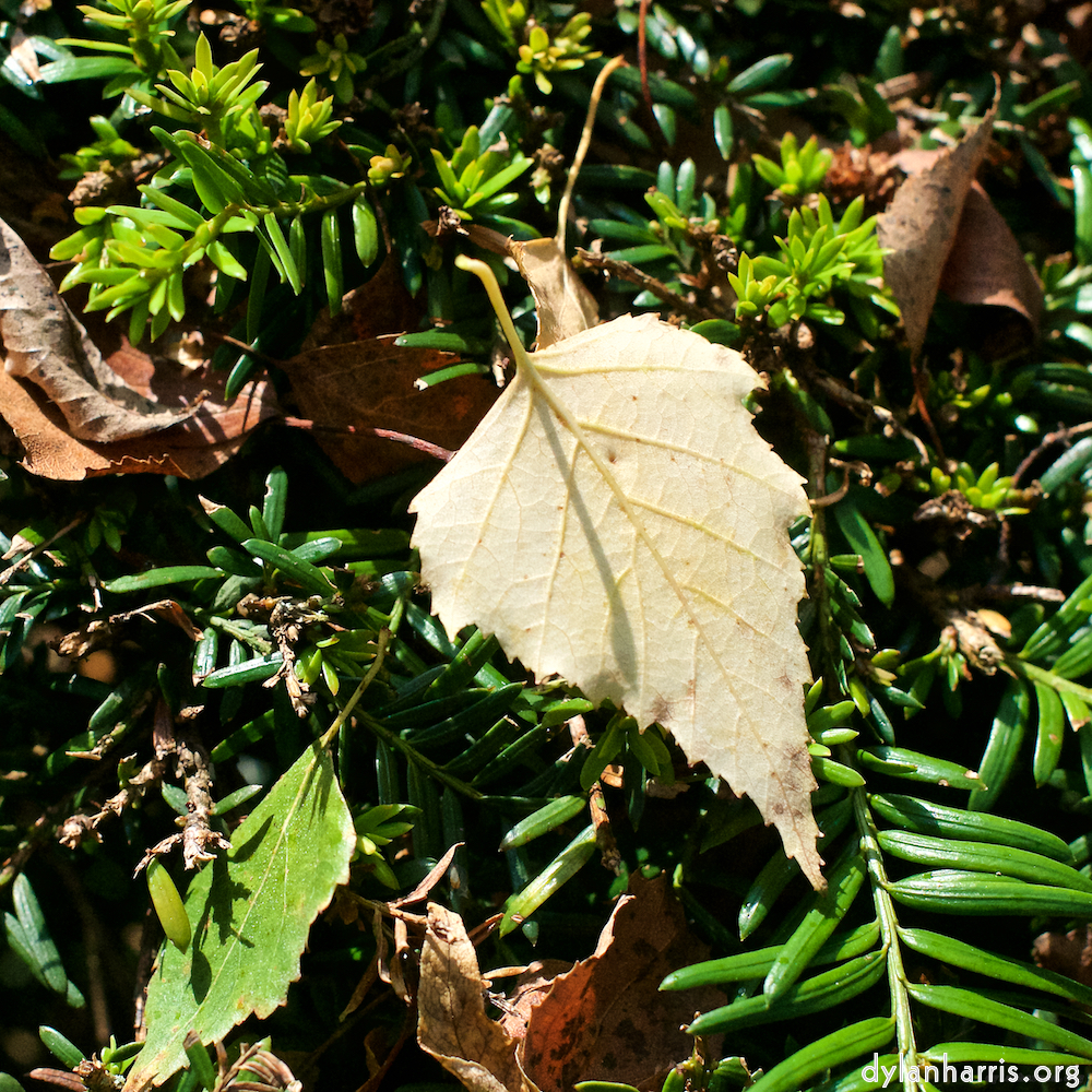 image: This is &lsquo;autumn (i) 2&rsquo;.