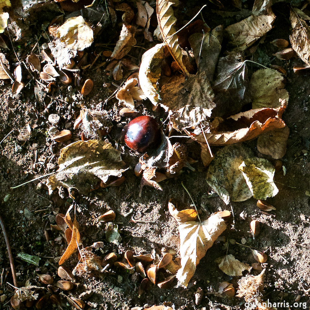 image: This is &lsquo;autumn (i) 3&rsquo;.