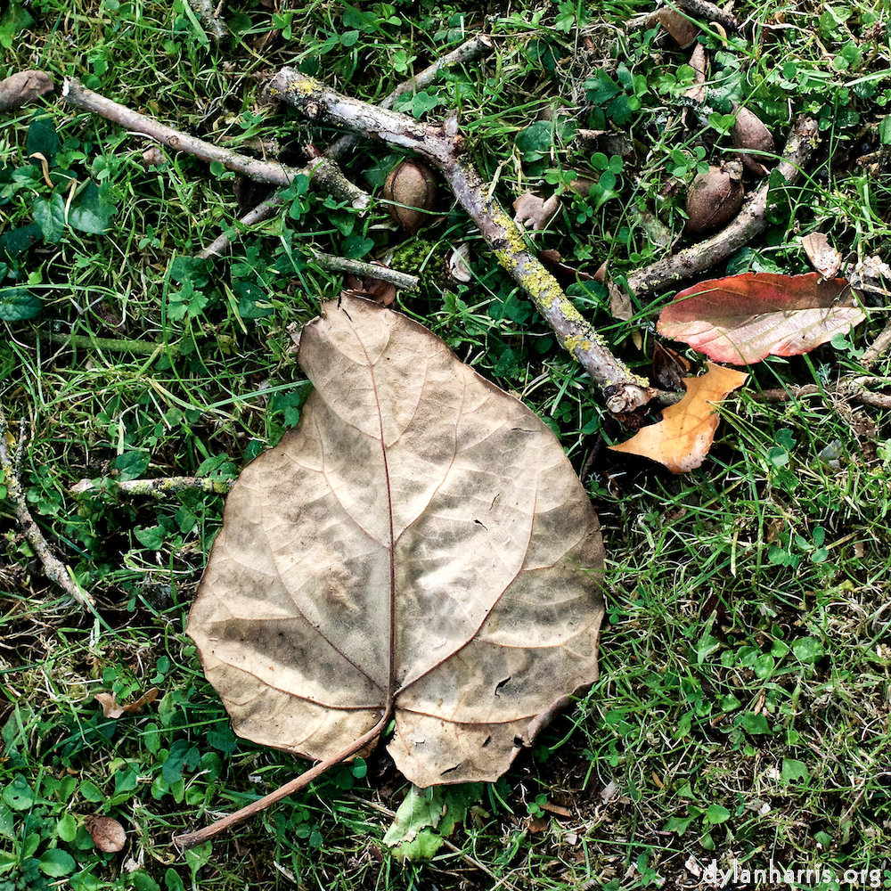 image: This is &lsquo;autumn (i) 7&rsquo;.