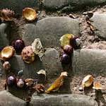 image: Image from the photoset &lsquo;autumn (i)&rsquo;.