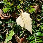 image: Image from the photoset &lsquo;autumn (i)&rsquo;.