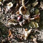 image: Image from the photoset &lsquo;autumn (i)&rsquo;.