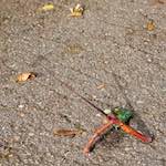 image: Image from the photoset &lsquo;autumn (i)&rsquo;.