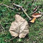 image: Image from the photoset &lsquo;autumn (i)&rsquo;.