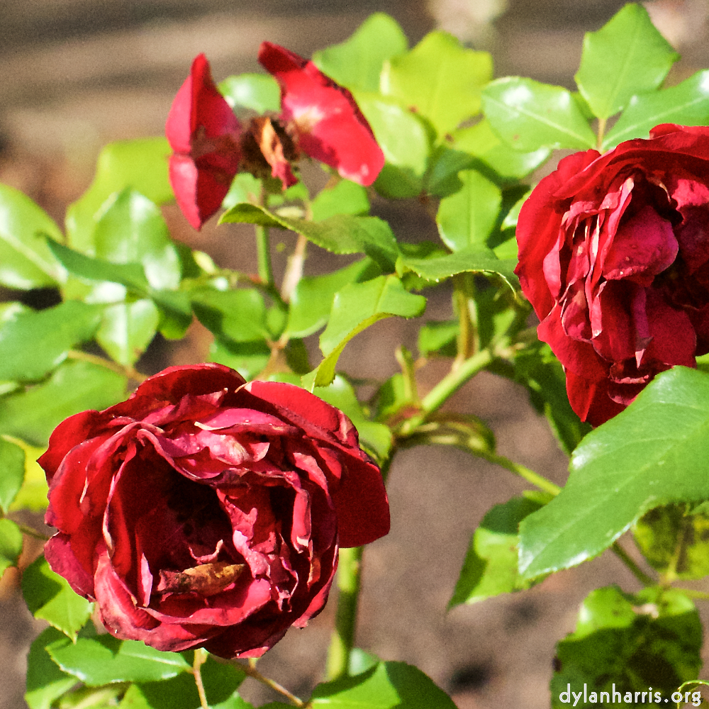 Image 'flower (xxviii) 1'.