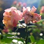 flower (xxviii) photoset