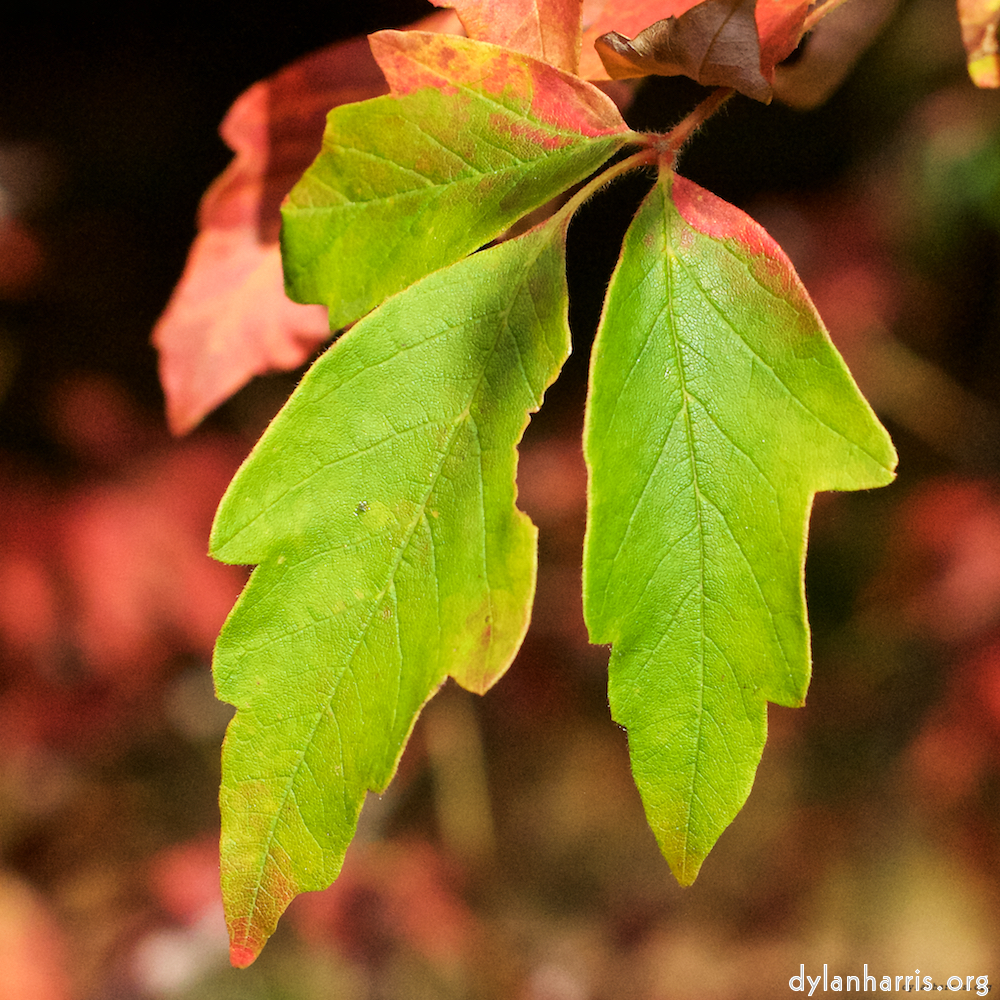 image: This is &lsquo;autumn (ii) 1&rsquo;.