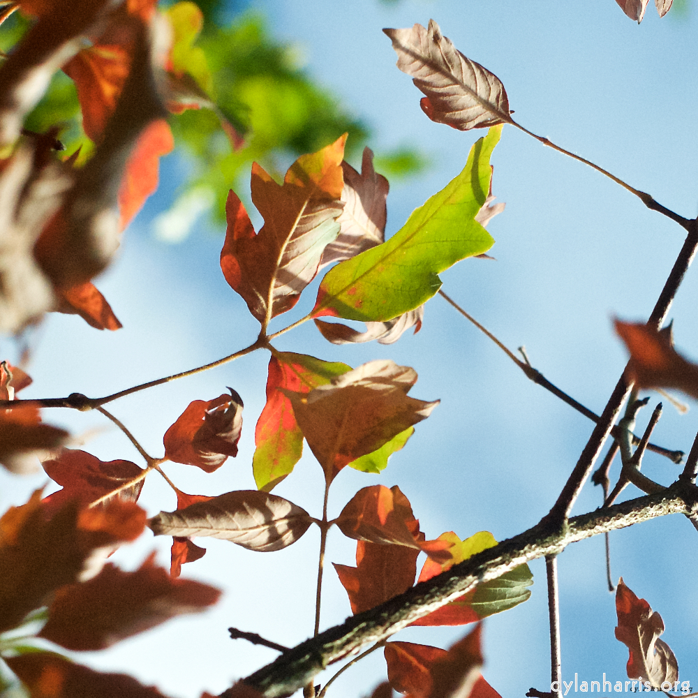 image: This is &lsquo;autumn (ii) 2&rsquo;.