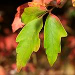 image: Image from the photoset &lsquo;autumn (ii)&rsquo;.