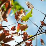 image: Image from the photoset &lsquo;autumn (ii)&rsquo;.