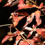 image: Image from the photoset &lsquo;autumn (ii)&rsquo;.