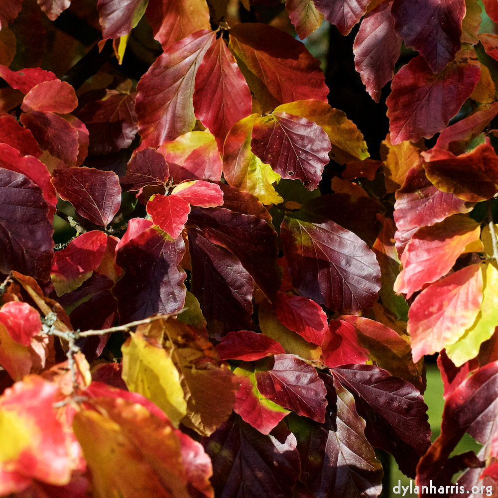 image: This is &lsquo;autumn (iii) 1&rsquo;.