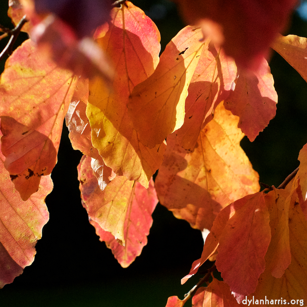 image: This is &lsquo;autumn (iii) 3&rsquo;.