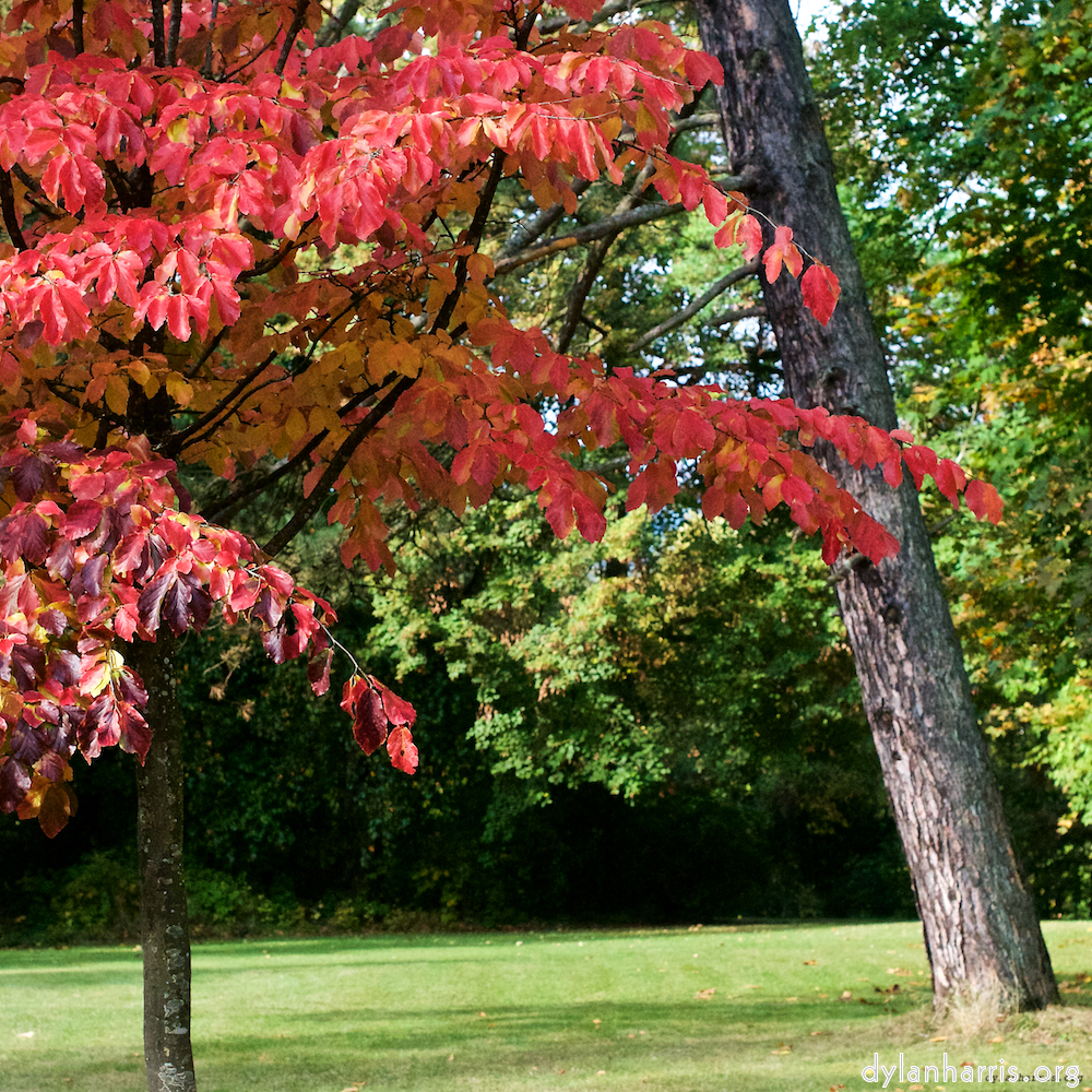 image: This is &lsquo;autumn (iii) 4&rsquo;.