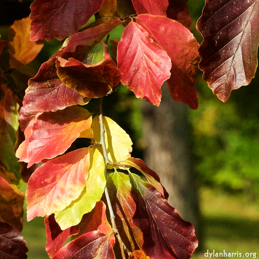 image: This is &lsquo;autumn (iii) 5&rsquo;.