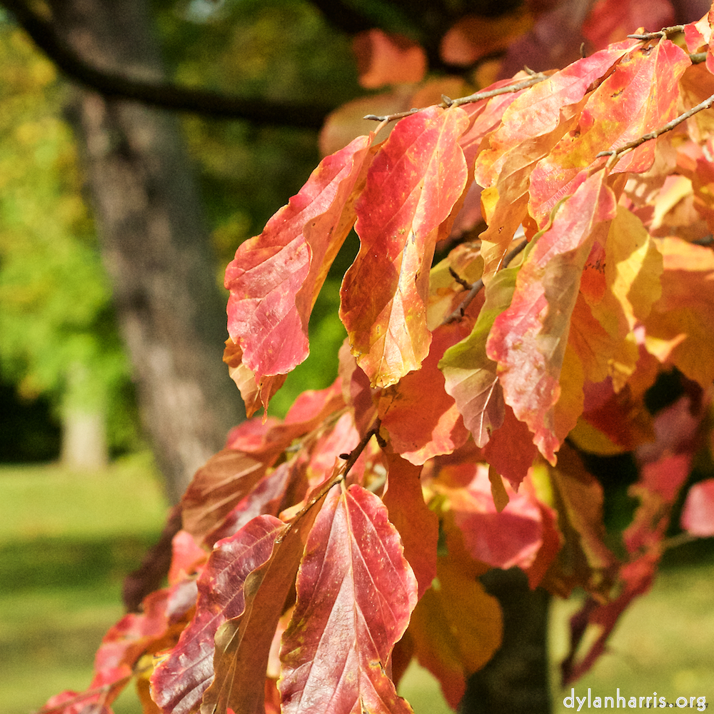 image: This is &lsquo;autumn (iii) 6&rsquo;.