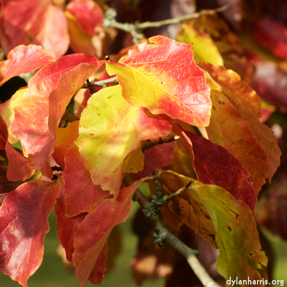 image: This is &lsquo;autumn (iii) 7&rsquo;.