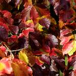 image: Image from the photoset &lsquo;autumn (iii)&rsquo;.