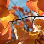 image: Image from the photoset &lsquo;autumn (iii)&rsquo;.