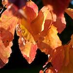 image: Image from the photoset &lsquo;autumn (iii)&rsquo;.