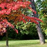 image: Image from the photoset &lsquo;autumn (iii)&rsquo;.