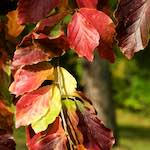 image: Image from the photoset &lsquo;autumn (iii)&rsquo;.