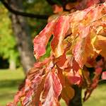 image: Image from the photoset &lsquo;autumn (iii)&rsquo;.