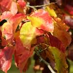 image: Image from the photoset &lsquo;autumn (iii)&rsquo;.