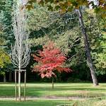 image: Image from the photoset &lsquo;autumn (iii)&rsquo;.
