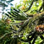image: Image from the photoset &lsquo;parc (xiii)&rsquo;.