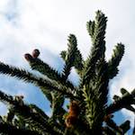 image: Image from the photoset &lsquo;parc (xiii)&rsquo;.