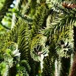 image: Image from the photoset &lsquo;parc (xiii)&rsquo;.