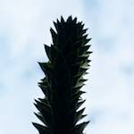 image: Image from the photoset &lsquo;parc (xiii)&rsquo;.