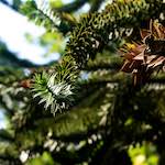 image: Image from the photoset &lsquo;parc (xiii)&rsquo;.