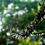 image: Image from the photoset &lsquo;parc (xiii)&rsquo;.