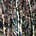image: Image from the photoset &lsquo;wood (xlii)&rsquo;.