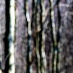 image: Image from the photoset &lsquo;wood (xlii)&rsquo;.