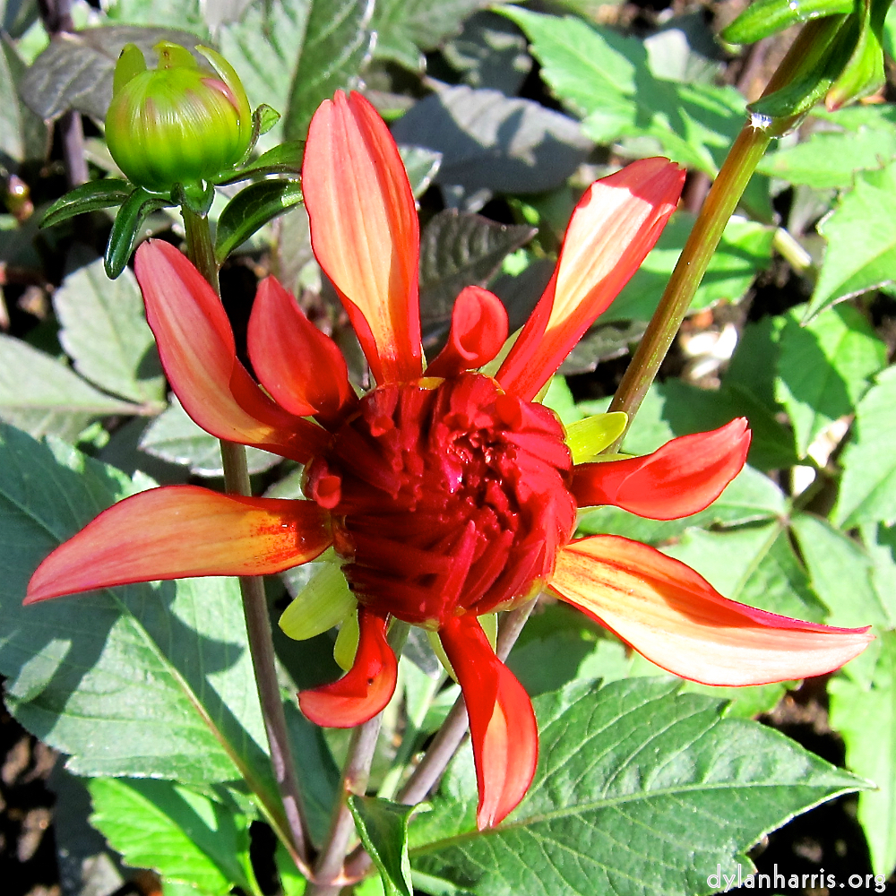 image: Voici &lsquo;fleurs&nbsp;d&rsquo;esch (xciii) 4&rsquo;.