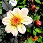 image: Image from the photoset &lsquo;escher blummen (xciii)&rsquo;.