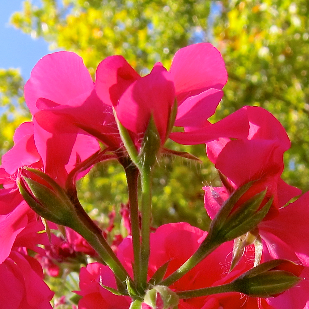 image: This is &lsquo;parc (xxxii) 1&rsquo;.