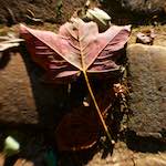 image: Image from the photoset &lsquo;parc (xli)&rsquo;.