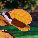image: Image from the photoset &lsquo;parc (xli)&rsquo;.