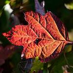image: Image from the photoset &lsquo;parc (xli)&rsquo;.