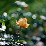 image: Image from the photoset &lsquo;parc (xli)&rsquo;.