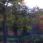 image: Image from the photoset &lsquo;parc (xlii)&rsquo;.