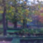 image: Image from the photoset &lsquo;parc (xlii)&rsquo;.
