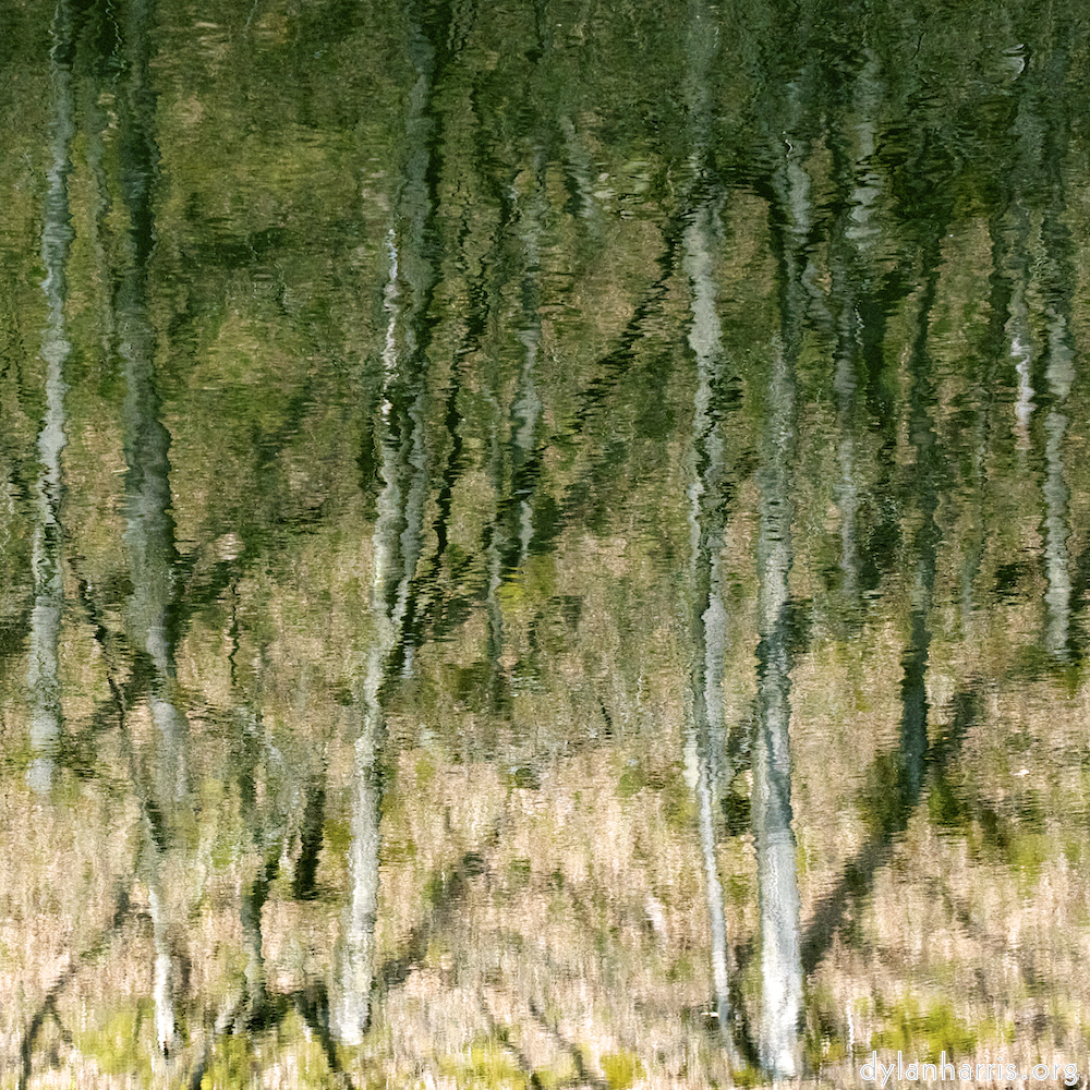 image: This is &lsquo;wood (xv) 1&rsquo;.