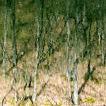 image: Image from the photoset &lsquo;wood (xv)&rsquo;.