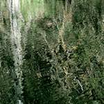 image: Image from the photoset &lsquo;wood (xv)&rsquo;.